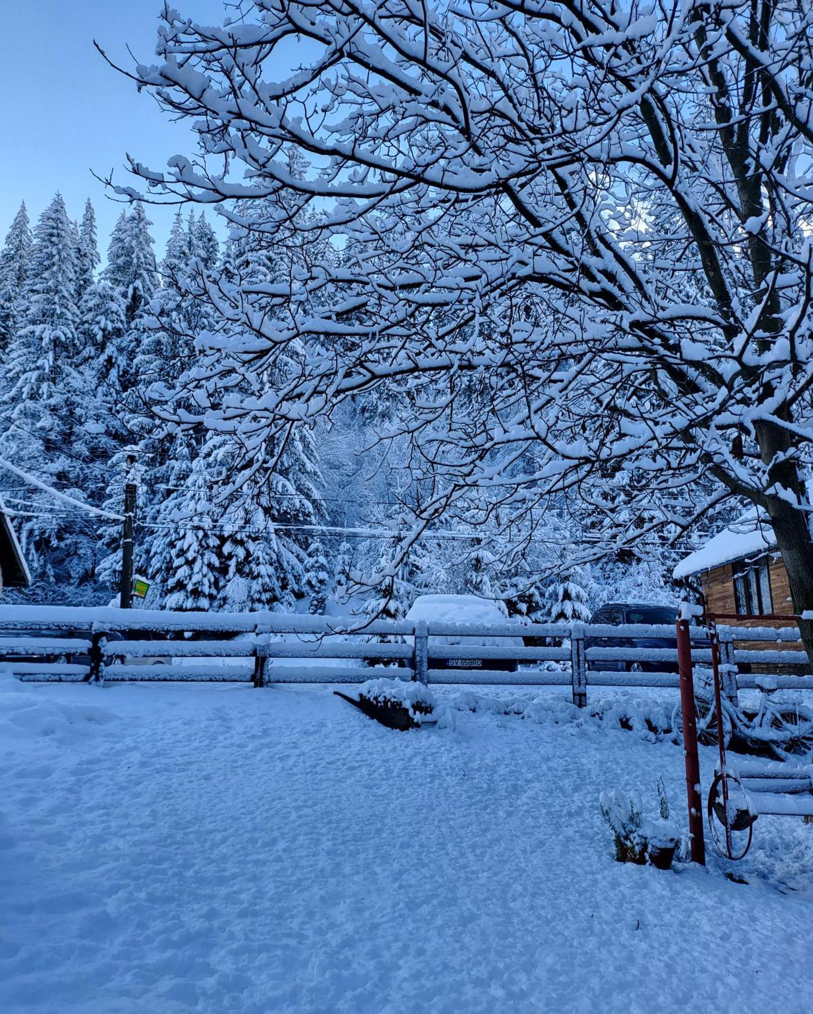 Pensiunea Bradet Brosteni Dış mekan fotoğraf